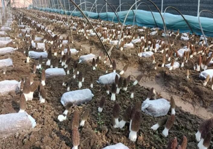 野生食用菌可能富含重金屬，但栽培食用菌可以放心吃